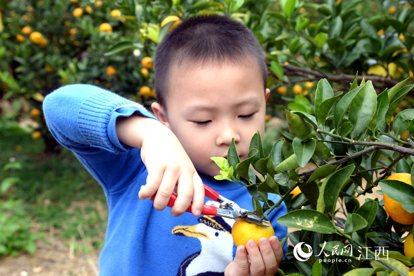 在南豐縣觀必上樂園的橘園裡，游客們正在體驗蜜橘採摘樂趣。（袁榮生/攝）
