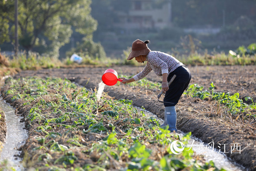 江西省吉安市萬安縣寶山鄉獅岩村，農民正在種植油菜。（邱哲/攝）