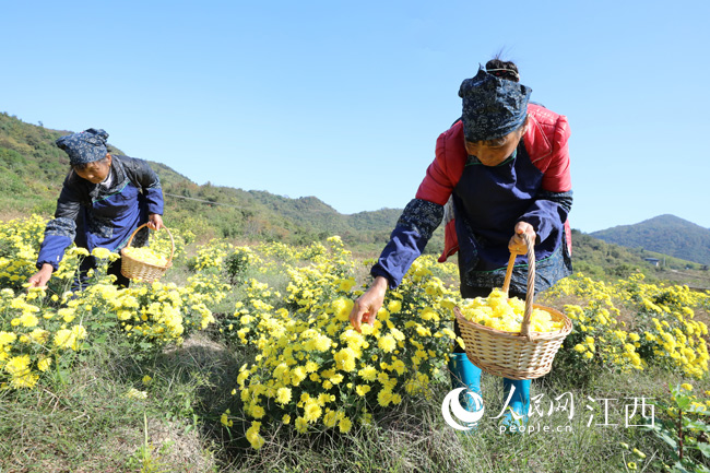 江西省彭澤縣黃嶺鄉金黃村，村民在基地裡採摘菊花（彭琴 攝）