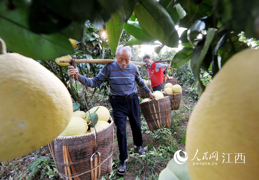 嵩峰鄉黨員干部正在幫助銀豐村村民採摘馬家柚。卓忠偉 攝