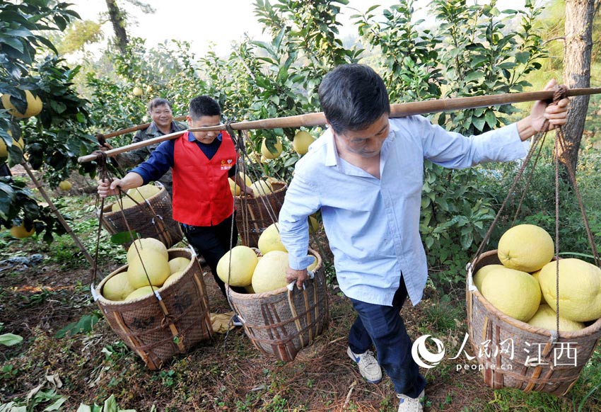 嵩峰鄉黨員干部正在幫助銀豐村村民採摘馬家柚。卓忠偉 攝