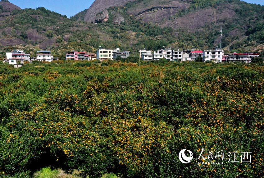 南豐縣市山鎮陶田村的一片蜜橘林，挂滿枝頭的蜜橘給人豐收的喜悅。（人民網 時雨/攝）