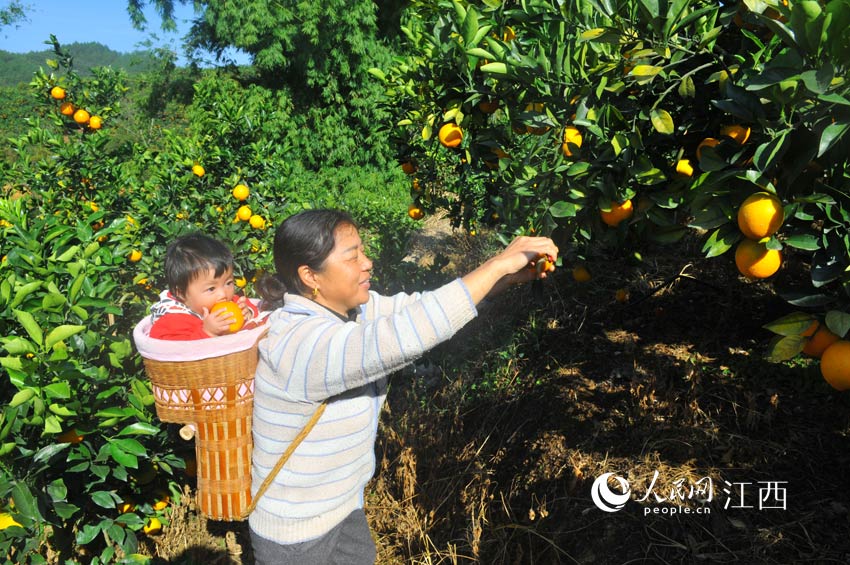 在蔡祖富的臍橙園，一家三口人高興地開始採摘臍橙。（陳聲年/攝）