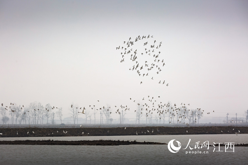 10月份以來，候鳥陸續抵達永修縣吳城鎮。楊春攝