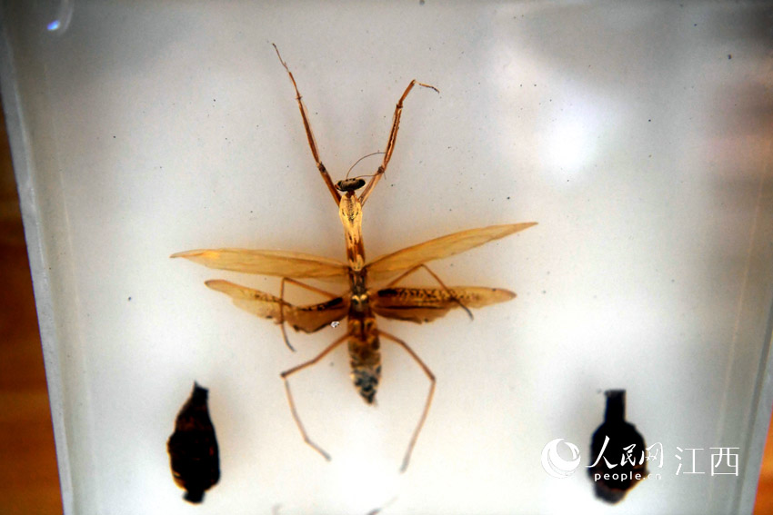 ��ҩ��������루������ ʱ��/�㣩