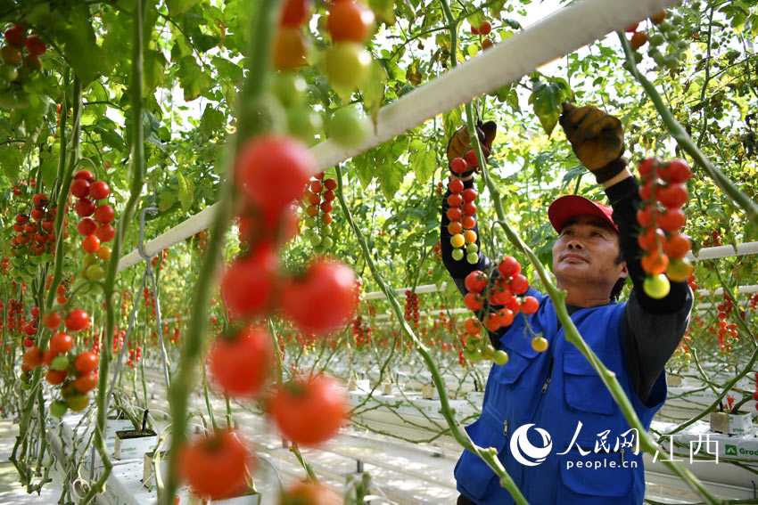 在智能玻璃大棚內，村民們正在採摘成熟的小番茄。（人民網 時雨 攝）