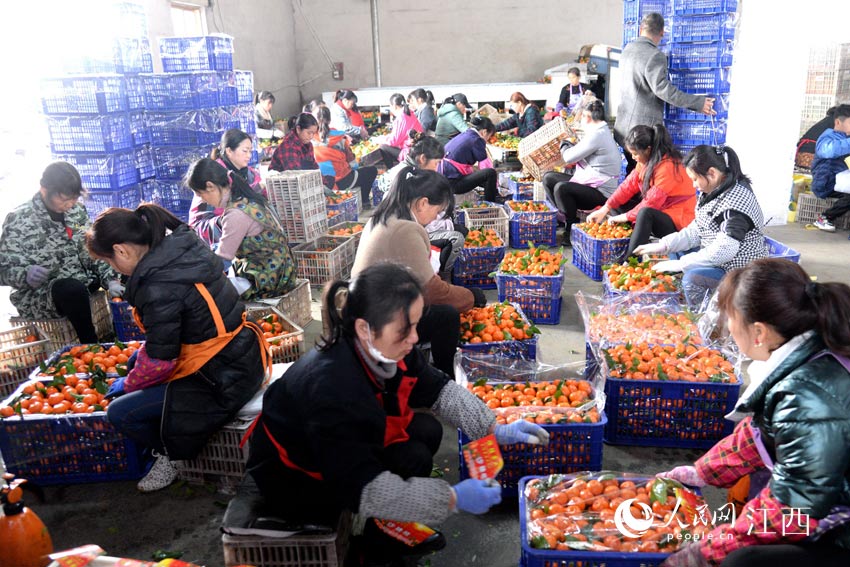 在合作社內，村民們忙著分揀、加工包裝南豐蜜橘，准備銷往全國各地。（袁榮生 攝）