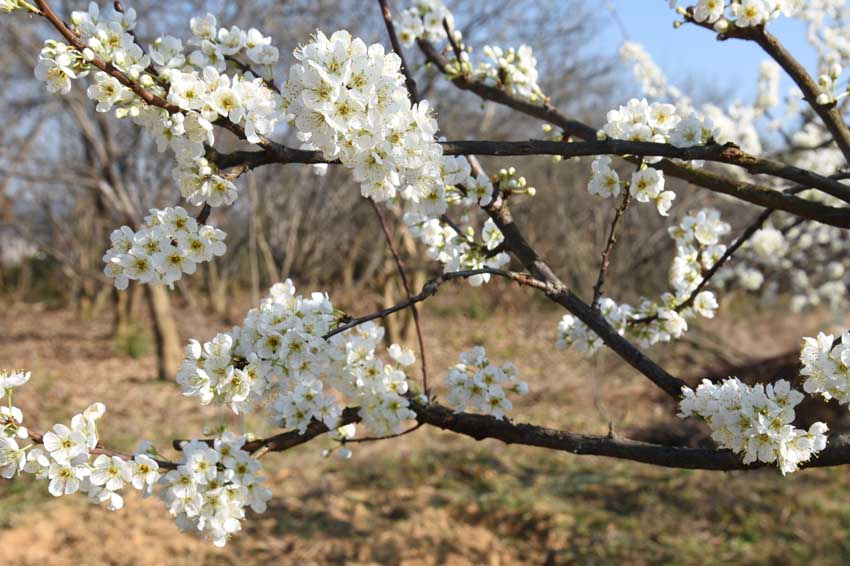 李花競相綻放