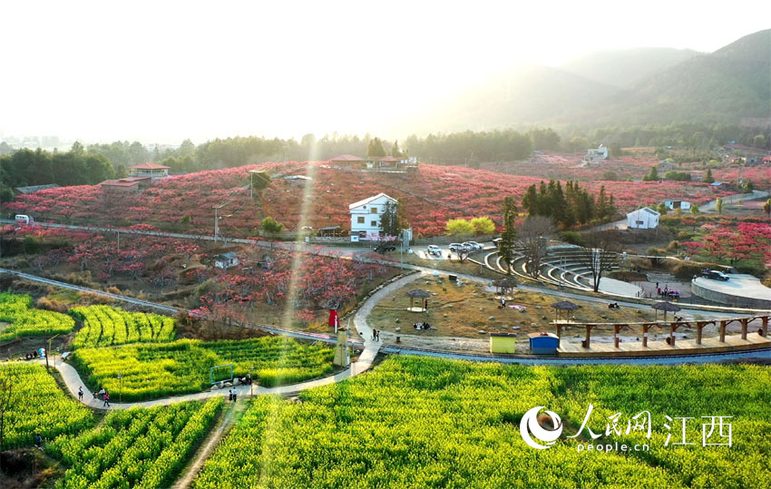 航拍鏡頭下，桃花紅艷菜花黃，游人爭入花海中。（廖翠霞 攝）