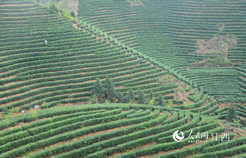 江西遂川縣的萬畝茶園，好似印在大山上的“綠色指紋”。（張志斌 攝）
