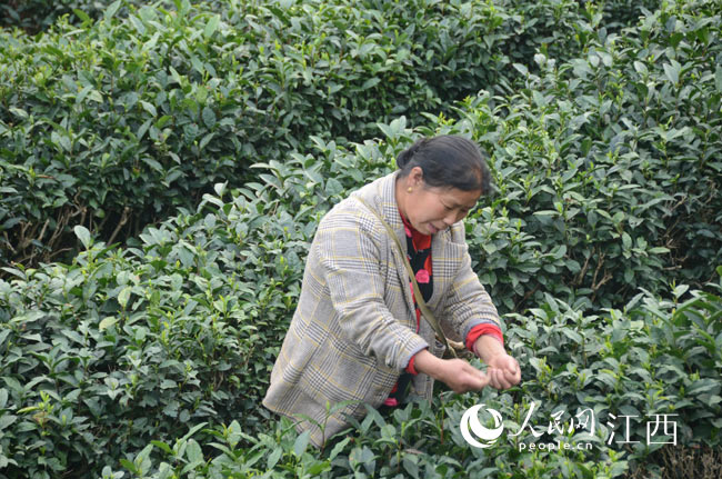 江西遂川縣湯湖鎮村民在採摘明前茶。（張志斌/攝）