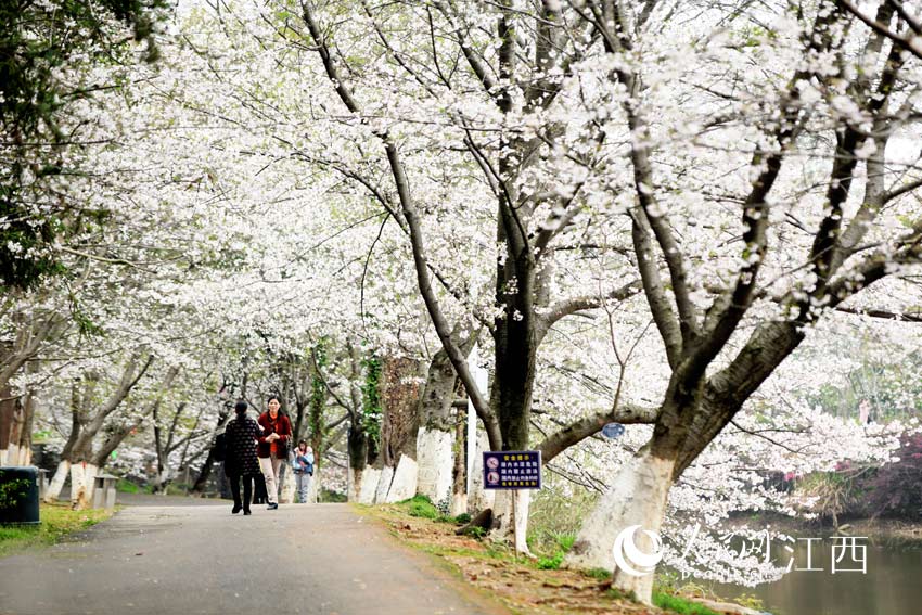 江西省林科院內櫻花盛開。（熊淼淼 攝）