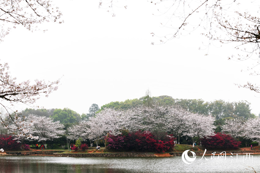 南昌:春暖花开迎客来(图)