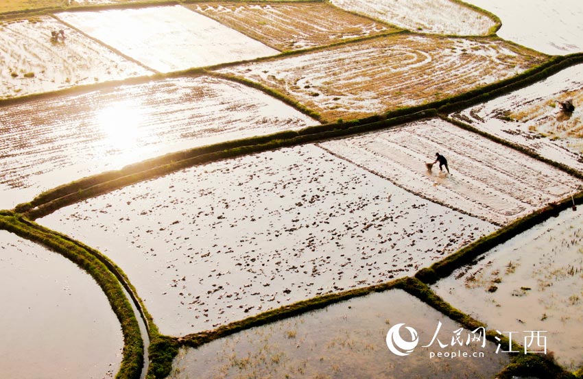 吉安市吉州區長塘鎮東家庄村，當地農民正在培育秧苗。（李軍 攝）