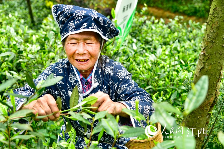 在有機茶園裡，採茶工人正在茶園裡採摘明前茶。（傅亮 攝）