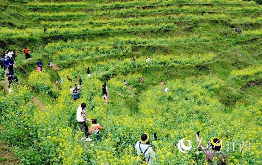 游客在篁嶺景區第二批高山梯田油菜花海拍照留影。（卓忠偉 攝）
