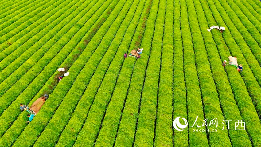 在江西泰和縣墾殖場生態茶園，工人操作採茶機正在進行採茶作業。（鄧和平攝）