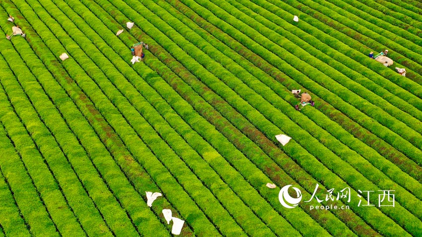在江西泰和縣墾殖場生態茶園，工人操作採茶機正在進行採茶作業。（鄧和平攝）