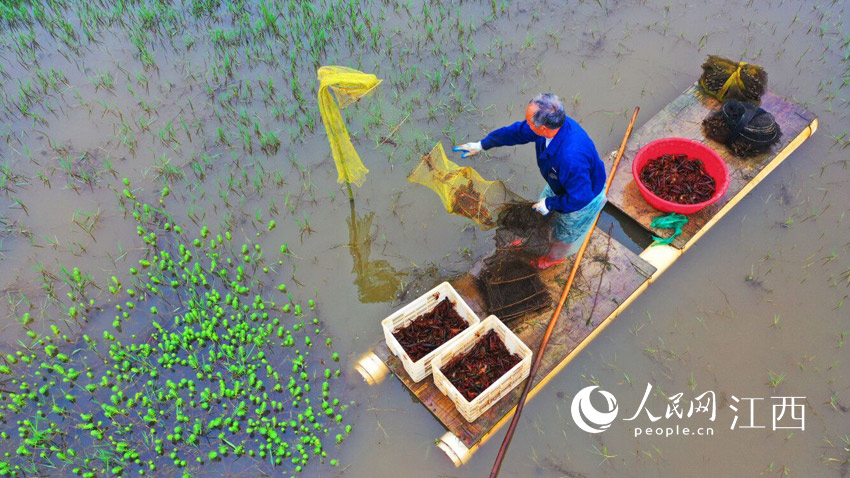 江西泰和農民正在捕撈小龍蝦，搶鮮上市銷售。（鄧和平攝）