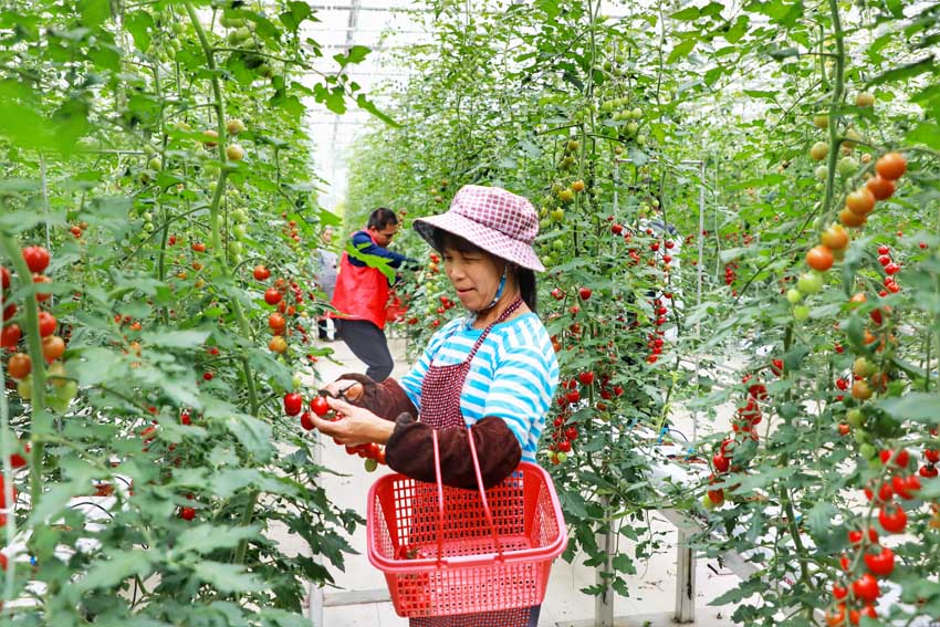 農戶採摘聖女果 余梅玉 攝