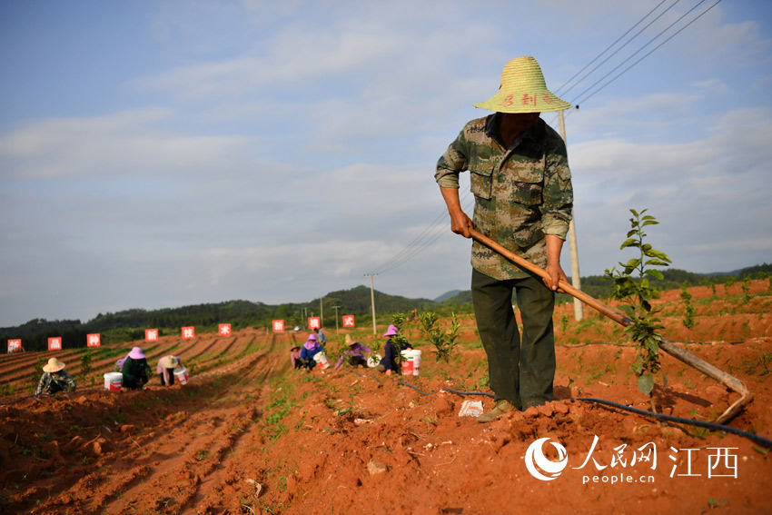 在南丰县奔象果业东坪乡烟坑园艺场高标准果园里，村民正在松土。（人民网 时雨摄）