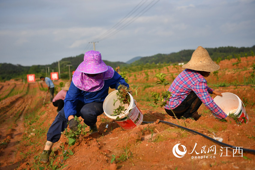在南丰县奔象果业东坪乡烟坑园艺场高标准果园里，村民正在锄草。（人民网 时雨摄）