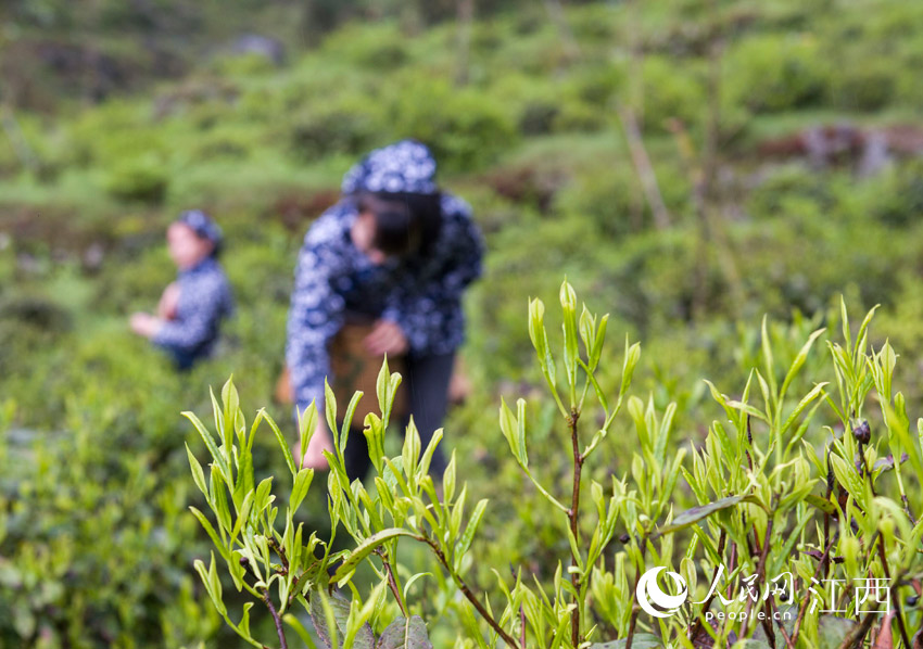 4月25日，採茶姑娘在婺源縣鄣山村採摘茶葉。（胡敦煌 攝）