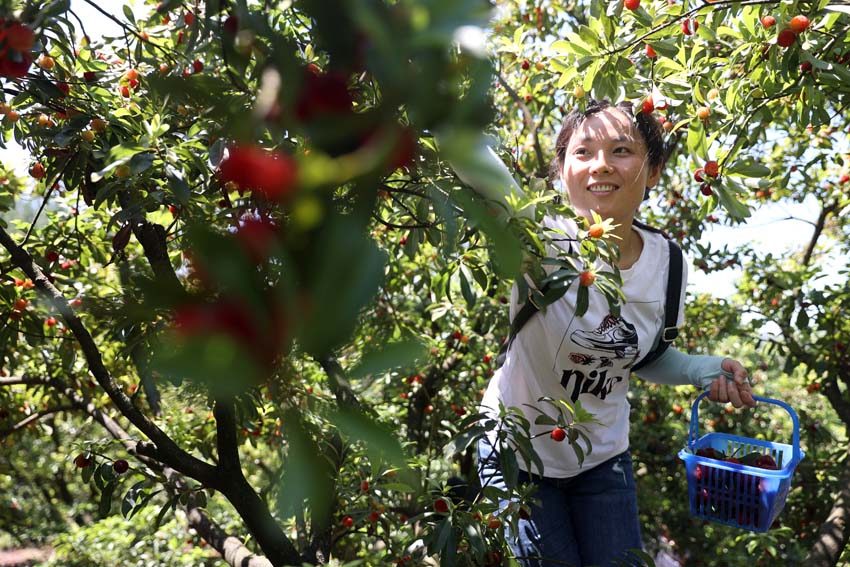 楊梅種植基地裡紅艷艷的楊梅墜滿枝頭，吸引眾多市民前來採摘。何江華 攝