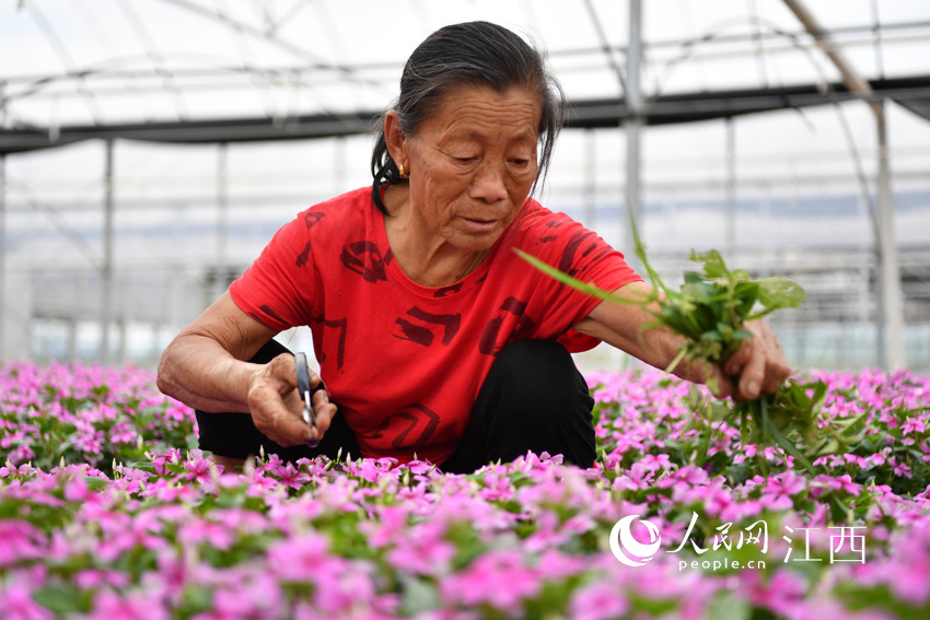 在花卉基地就業的村民正在除雜草，打理花卉。（人民網 時雨攝）