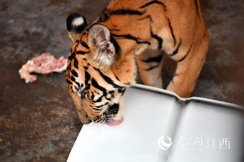 一隻老虎正在舔冰塊，享受清涼。（人民網 時雨攝）