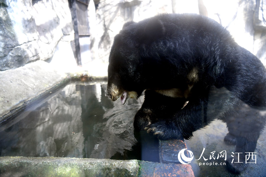 一隻黑熊准備進入水池泡澡。（人民網 時雨攝）
