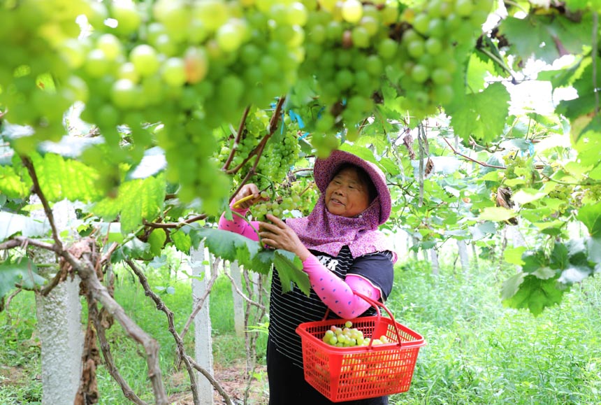 村民正在采摘成熟的葡萄