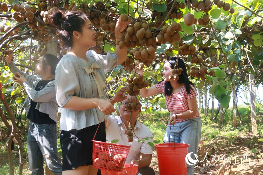在果園裡，游客們正在採摘獼猴桃。劉存文攝