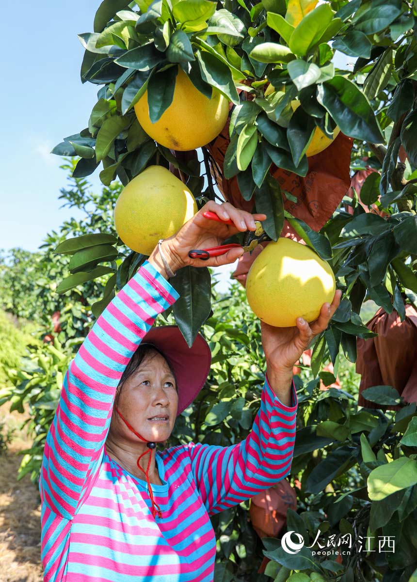 果農正忙著採摘成熟的井岡蜜柚。邱哲攝