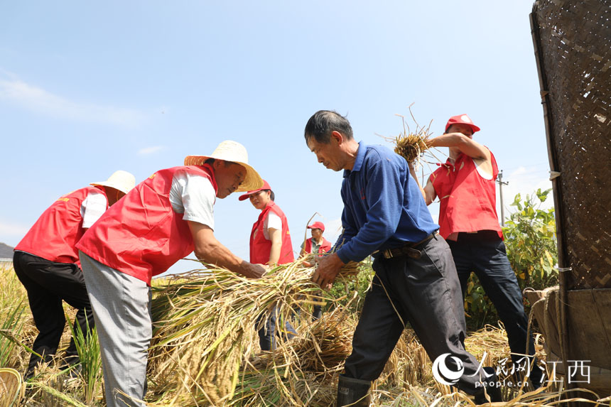 黨員服務隊員們在田間幫助農戶收割搬運稻谷。 謝凌陽攝
