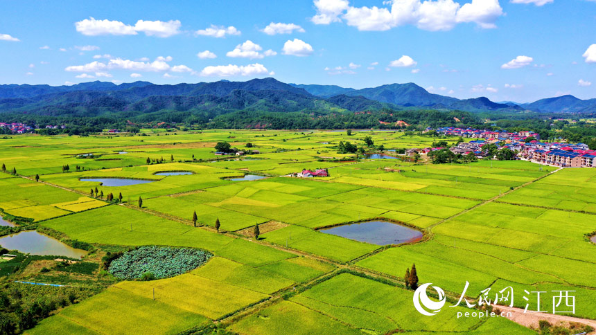 藍天白雲下，金黃的稻田擁簇著美麗村庄，一派豐收景象。廖敏攝