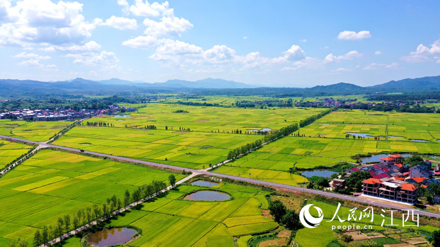 藍天白雲下，金黃的稻田擁簇著美麗村庄，一派豐收景象。廖敏攝