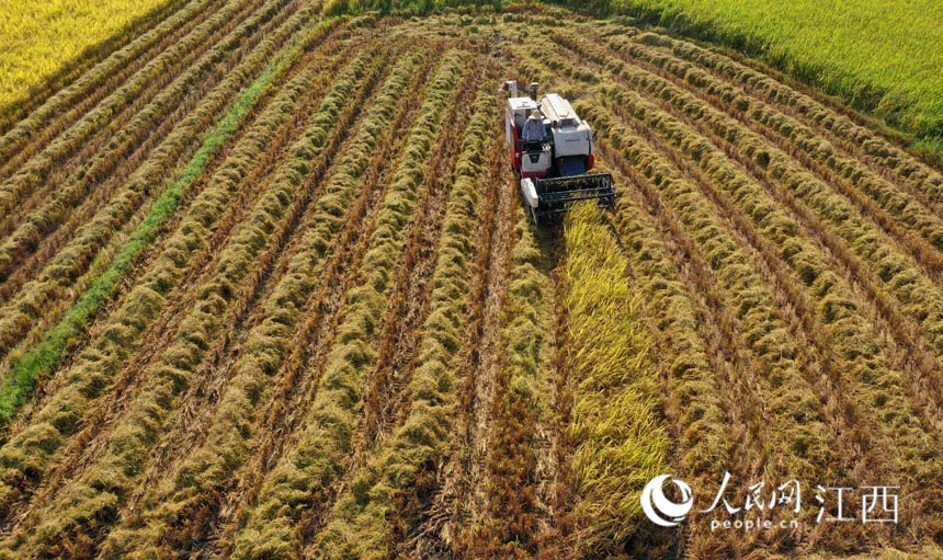 江西泰和縣馬市鎮仙橋村農民駕駛農機正在搶收晚稻。鄧和平攝