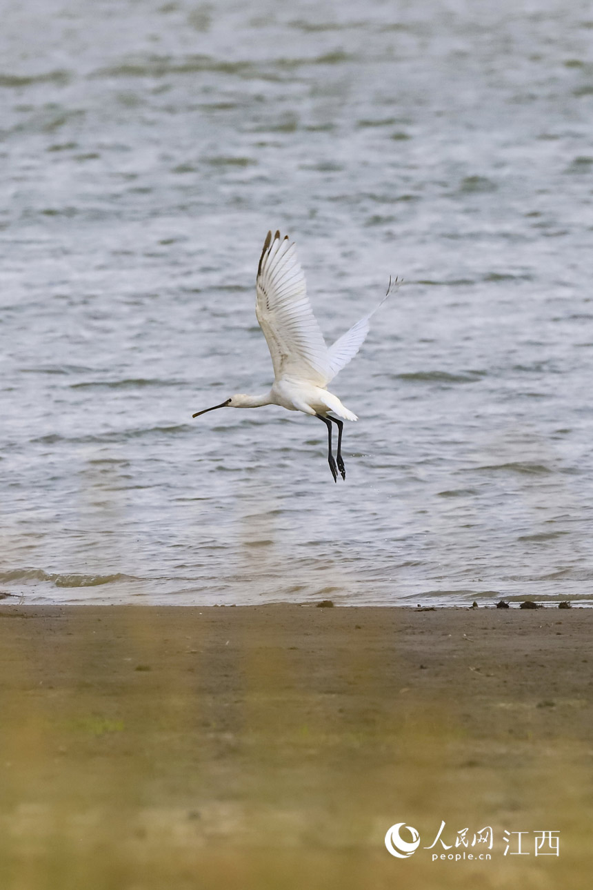 10月8日，越冬候鸟白琵鹭在鄱阳湖湿地觅食。张玉 摄