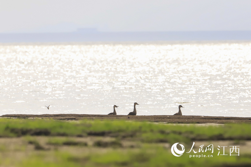 10月8日，越冬候鳥飛抵鄱陽湖濕地。張玉 攝