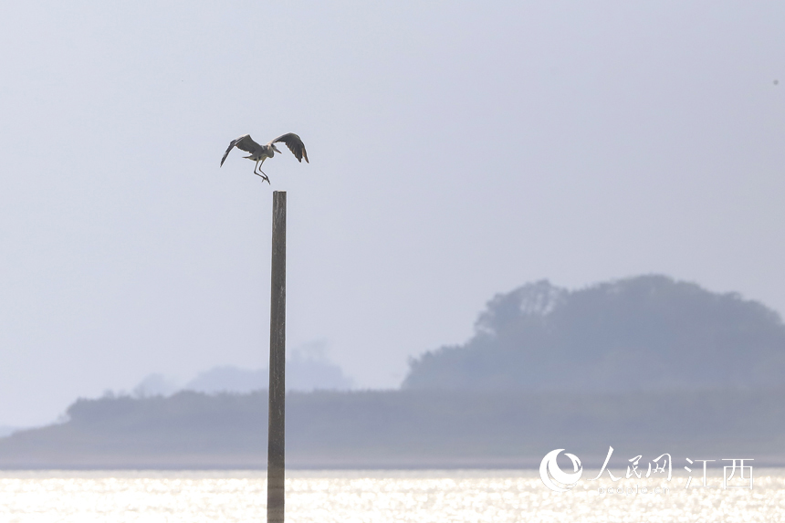 10月8日，越冬候鸟飞抵鄱阳湖湿地。张玉 摄