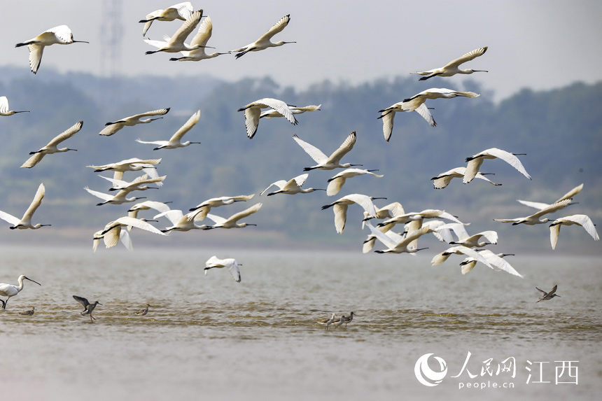 成群珍稀越冬候鳥白琵鷺飛抵鄱陽湖江西省九江市湖口縣濕地。 張玉 攝