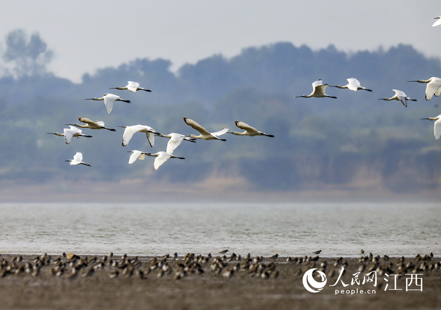 成群珍稀越冬候鸟白琵鹭飞抵鄱阳湖江西省九江市湖口县湿地。 张玉 摄