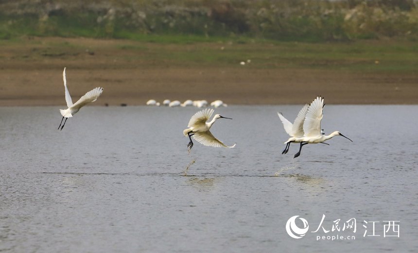 成群珍稀越冬候鳥白琵鷺飛抵鄱陽湖江西省九江市湖口縣濕地。 張玉 攝