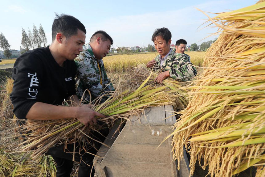 村民在豐收的稻田裡進行比賽。何江華 攝
