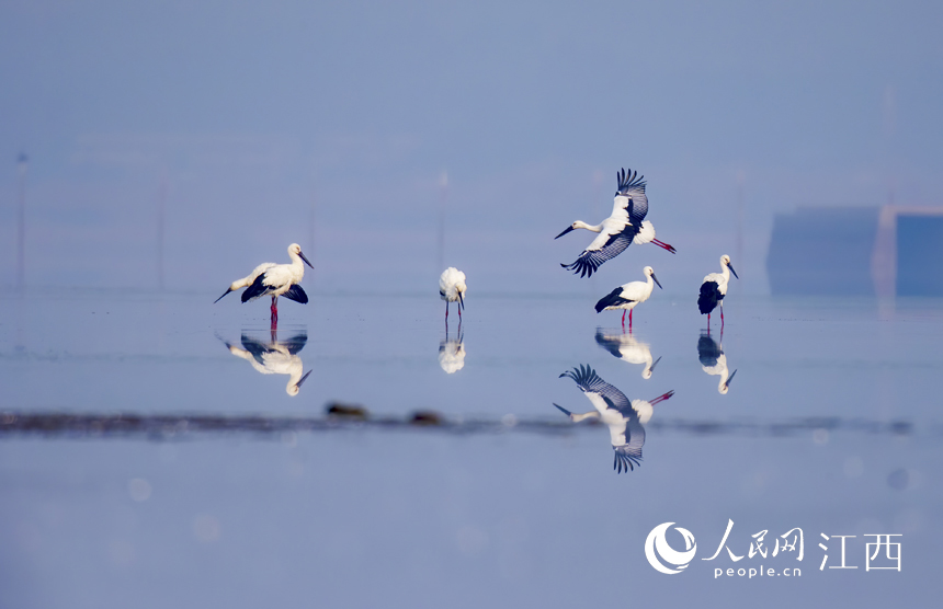 國家一級保護動物東方白鸛出現在鄱陽湖湖口水域。 胡軒 攝