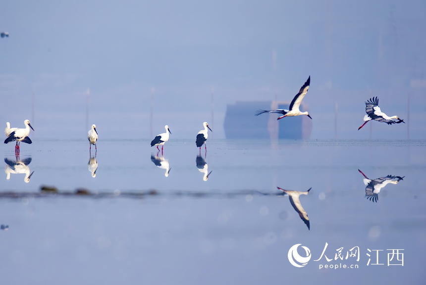 國家一級保護動物東方白鸛出現在鄱陽湖湖口水域。 胡軒 攝