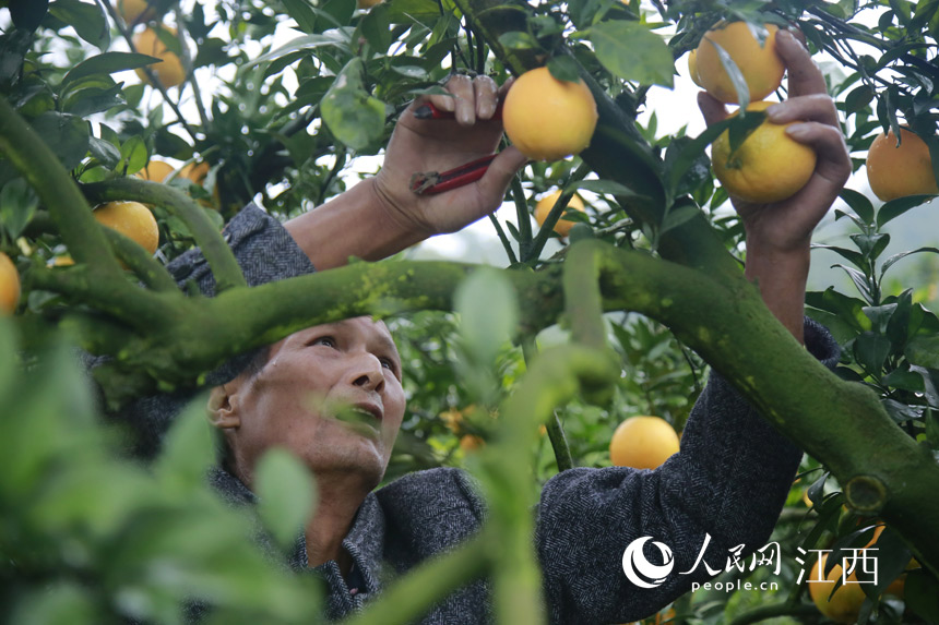 果農在忙著採摘臍橙。肖章榮 攝