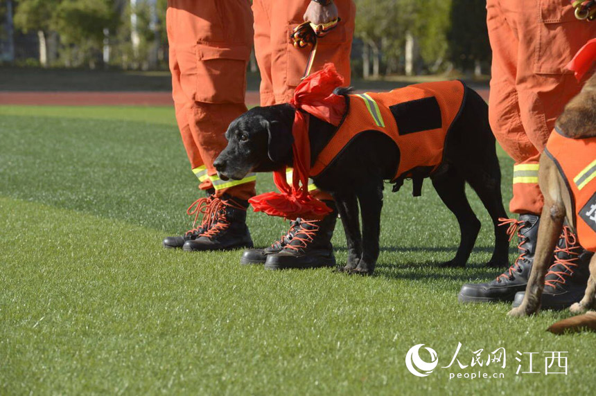 南昌市消防救援支队特勤大队举行功勋犬“黑豹”退出仪式。 李鑫 摄