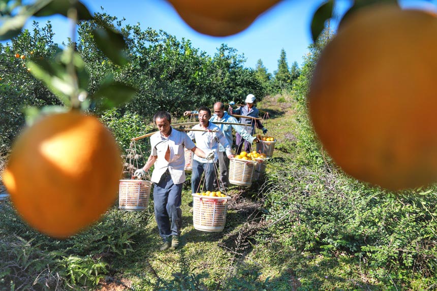 11月14日，全南縣南逕鎮臍橙種植基地，果農正在採收臍橙。